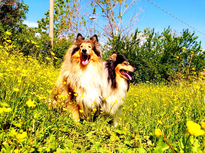 greenspringcolliedogs.jpg
