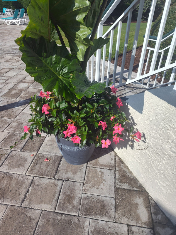 IMG_20250609_090456866_HDR