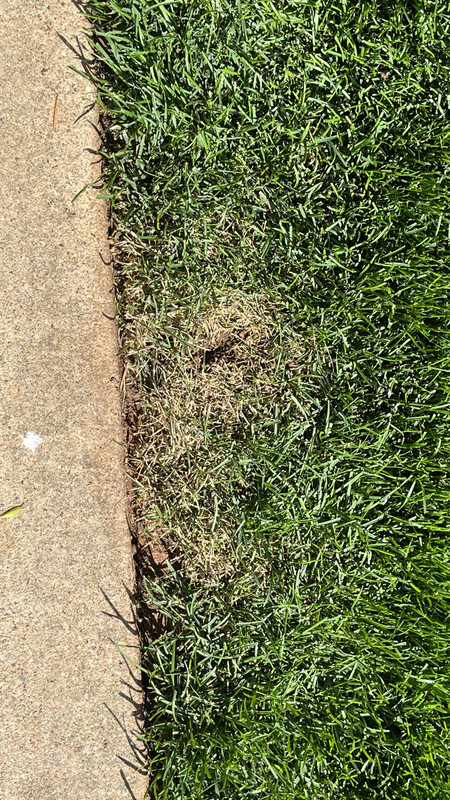 Sub Soil Roots Causing Browning Kbg Lawn Care Forum