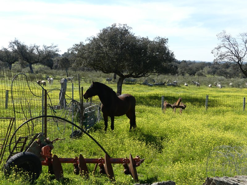 PARQUE NACIONAL DE MONFRAGÜE-2020/2023 - EXTREMADURA Y SUS PUEBLOS -2010-2023 (43)