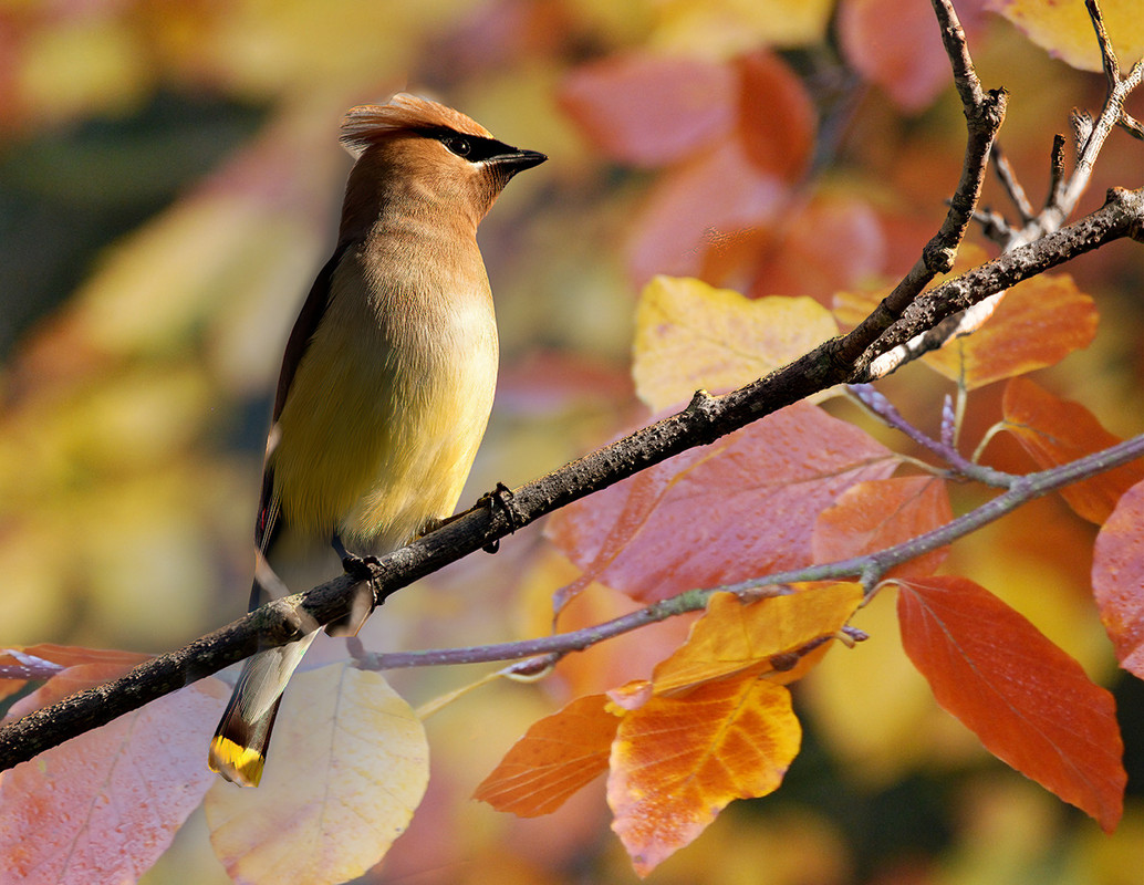 IMAGE: https://i.postimg.cc/jqJrmTk8/Bird6.jpg