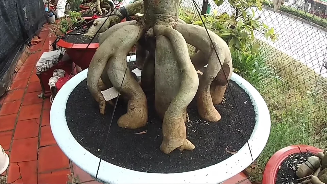 only-carbonized-rice-hulls-adenium-medium.jpg