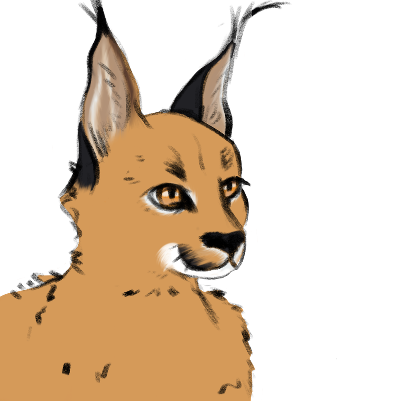 IMG-0775.png