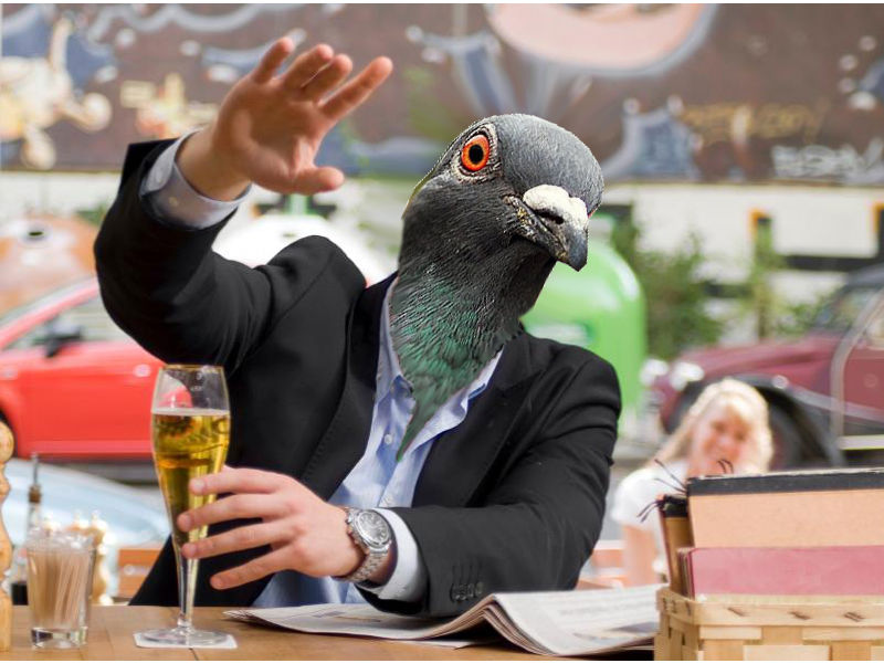 master-pigeon-man.jpg