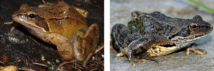 %D0%9B%D1%8F%D0%B3%D1%83%D1%88%D0%BA%D0%