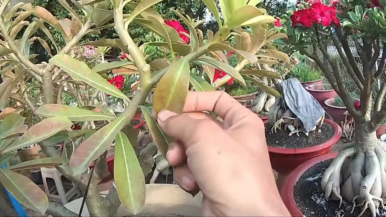 red-shade-on-adenium-leaves.jpg