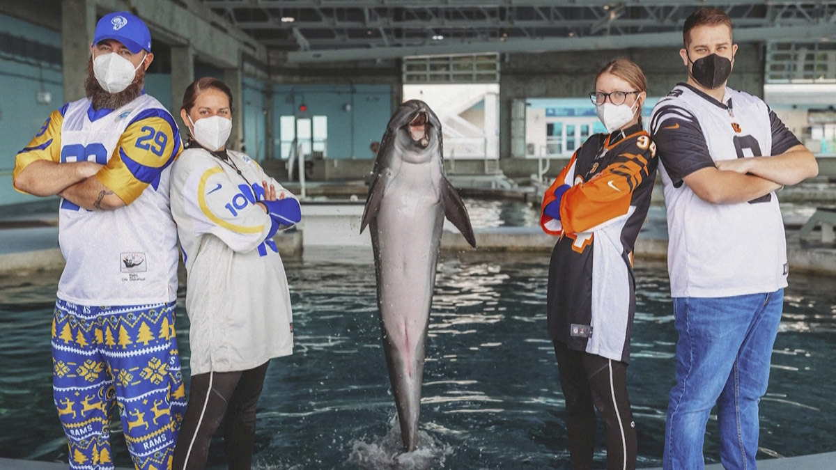 Delfín predice el ganador del Super Bowl 2022