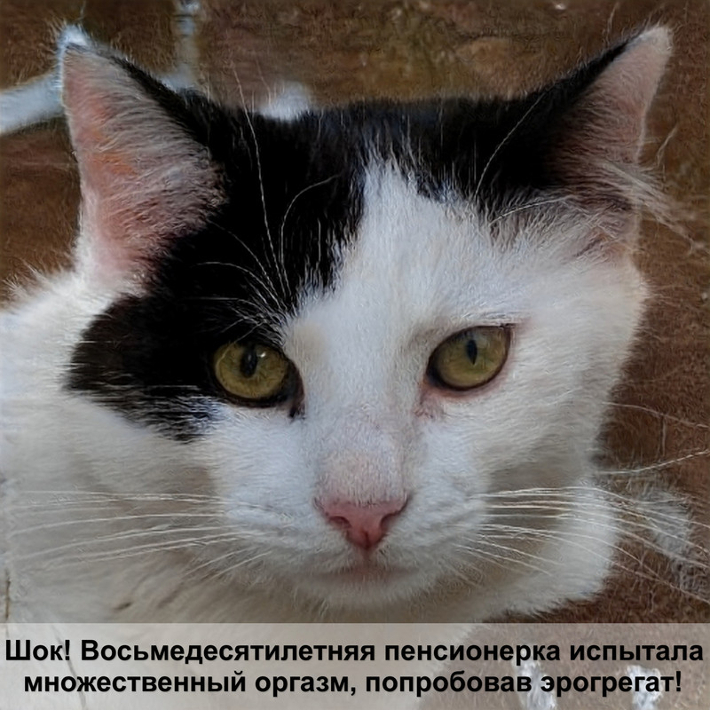 как называется порода больших кошек