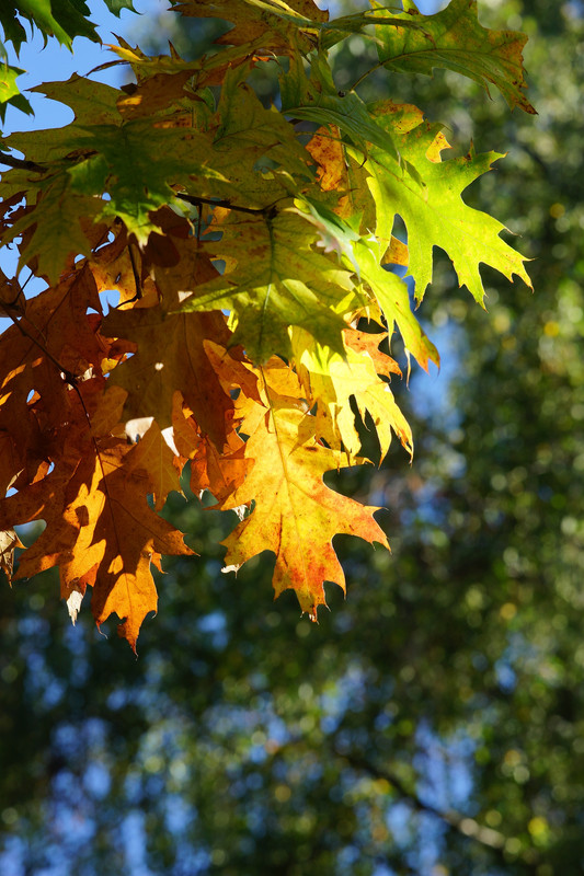 DSC00042.jpg