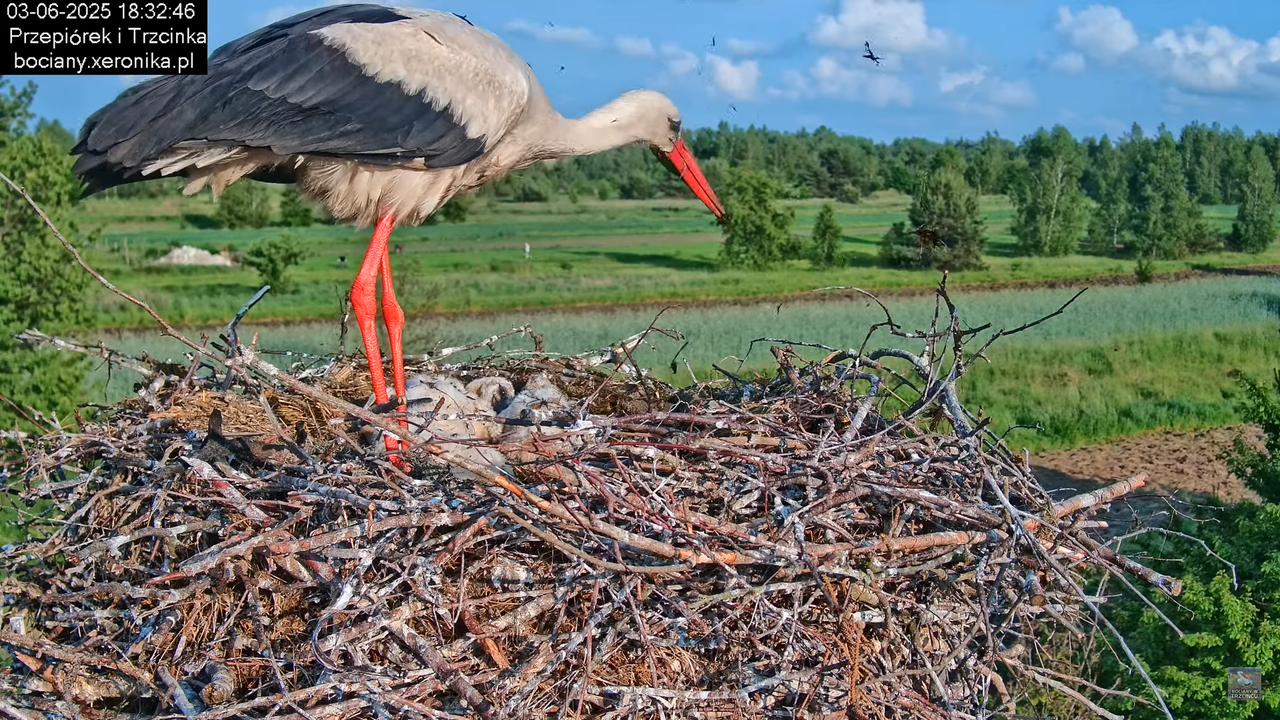 03062025bociany26