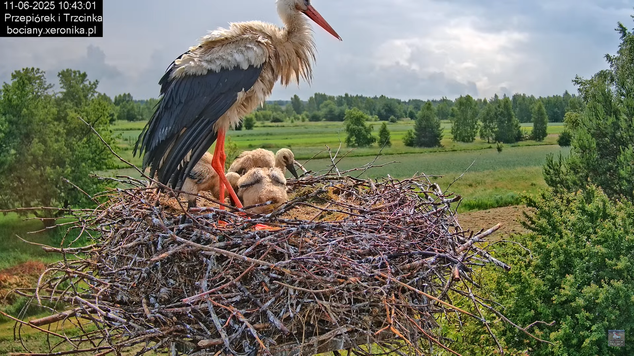 11062025bociany24