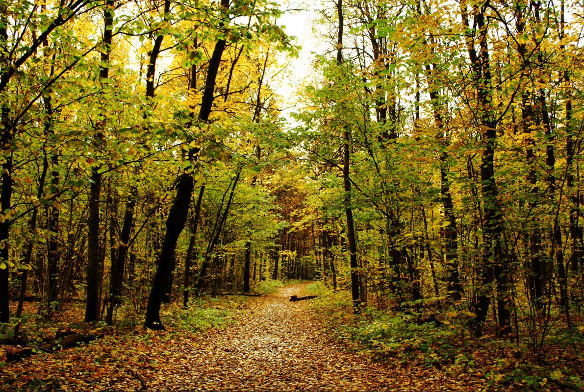 woods.jpg