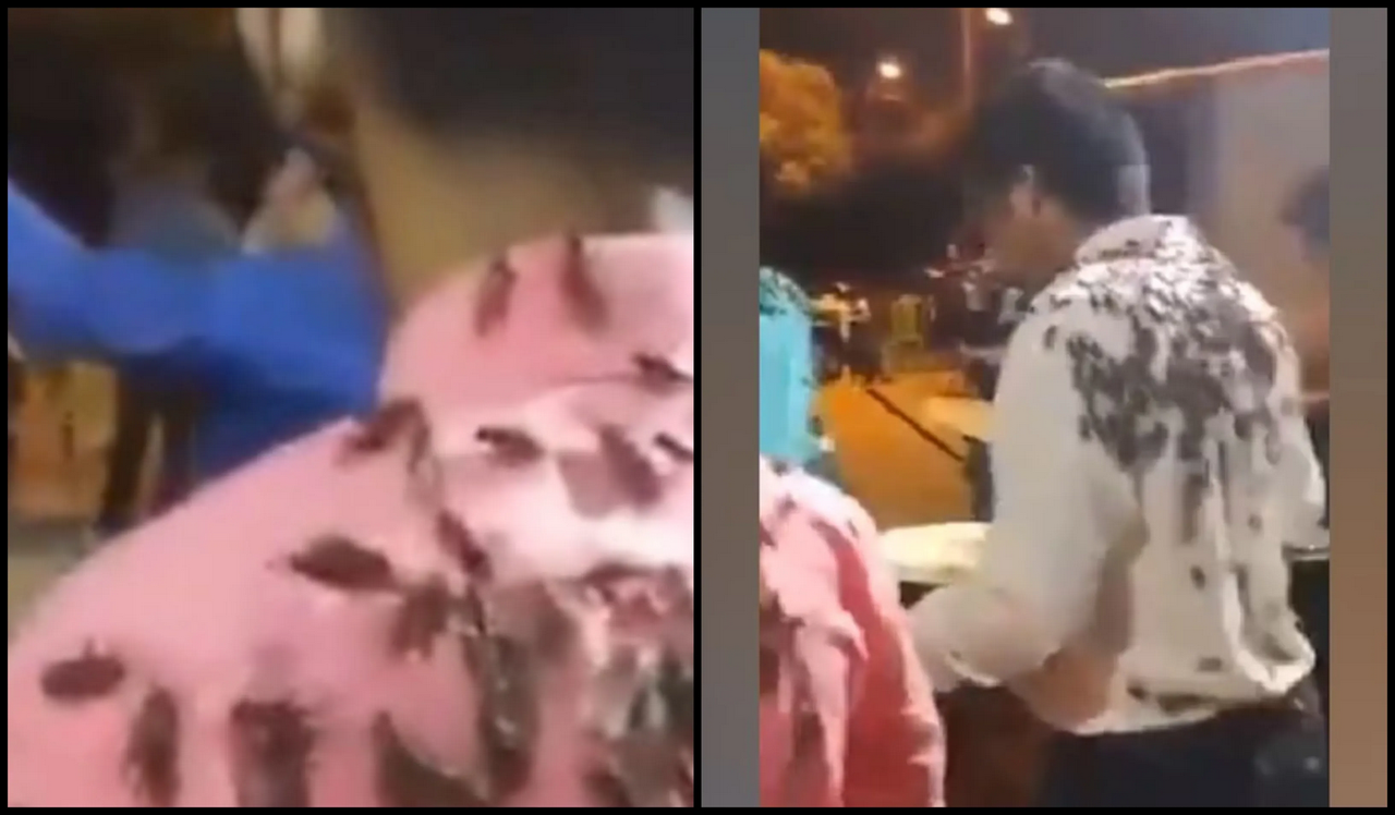 Plaga de insectos invaden a un grupo musical durante una presentación