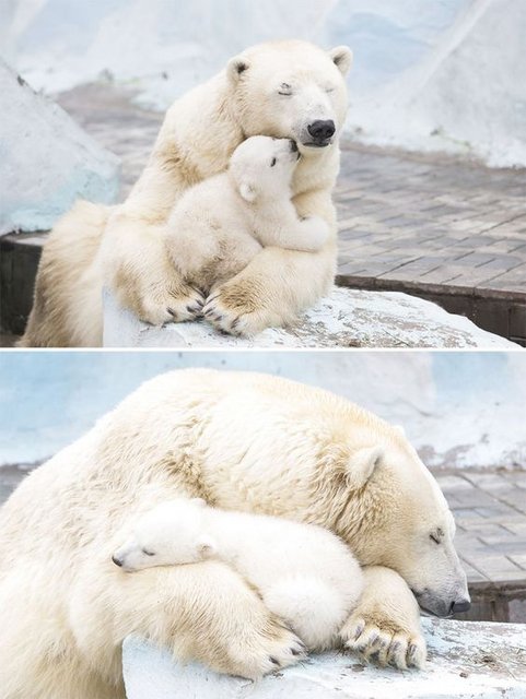 Polar-Mamaandcubeab15dd8c9bfe94f1069efb2.jpg
