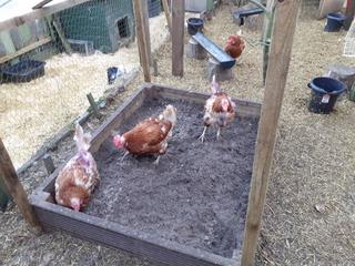 dust-bath-224.jpg