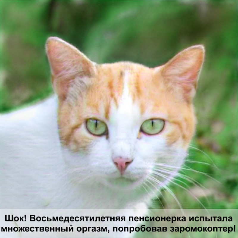 шотландские котята фото