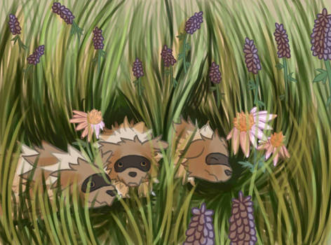 zigzagoons-by-twitchyraccoon-d93r0ia-350