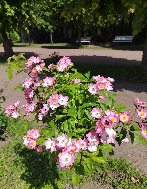 https://i.postimg.cc/jqZN2hqX/017-IMG-20240615-105945.jpg