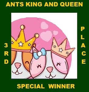 ants knq 3rd (3)