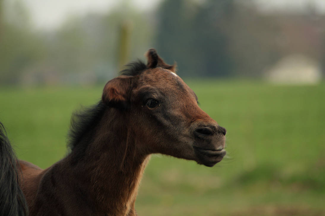 foal-stock-34-by-bundy-stock-d3elfxq-pre.jpg