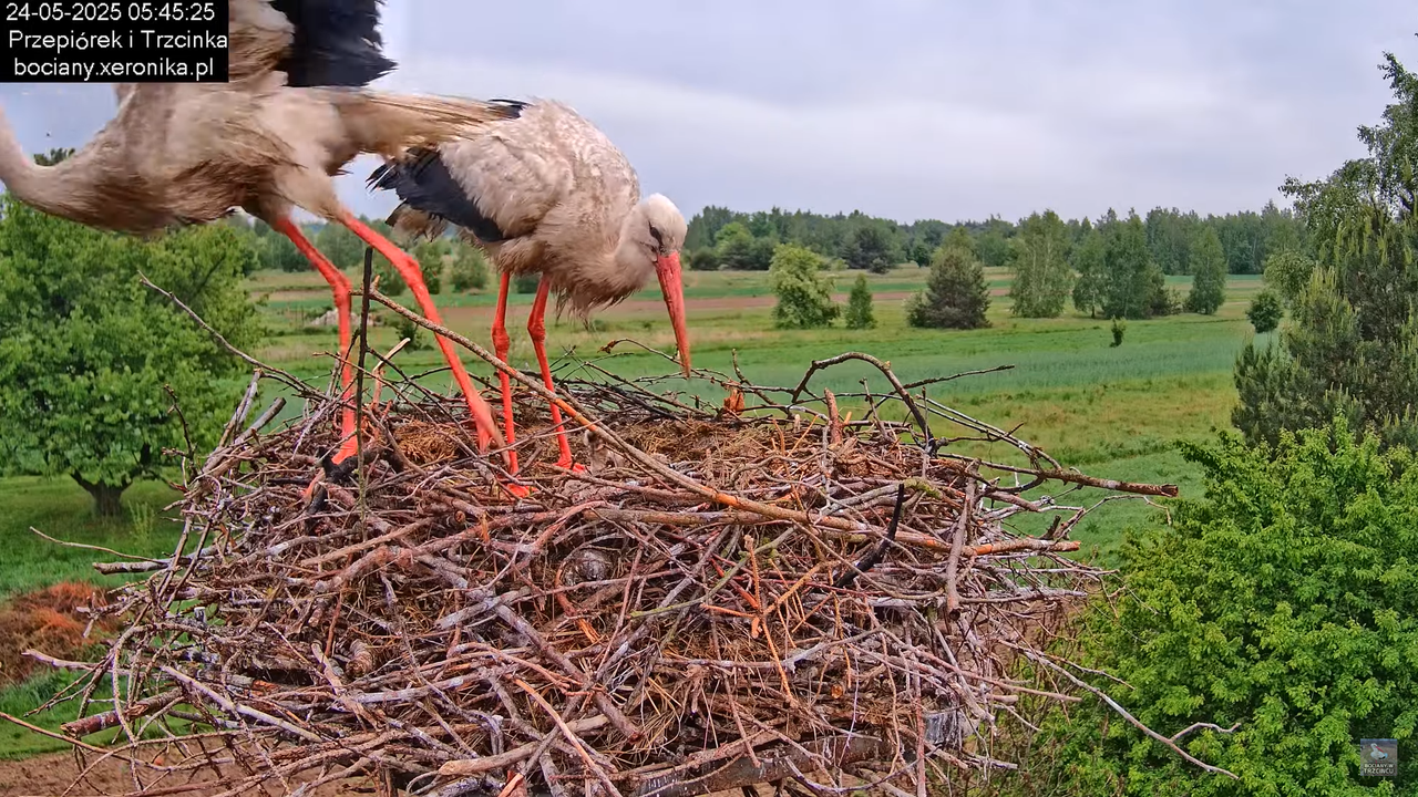 24052025bociany10