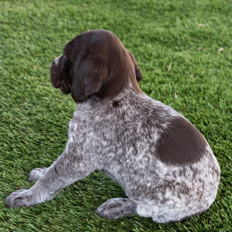 A1400Puppies4-25-2019_0065.jpg