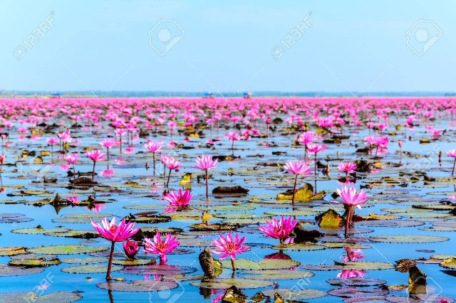 [Image: 36330982-sea-of-pink-lotus-in-udon-thani...ailand.jpg]