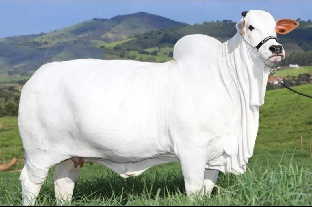 viatina