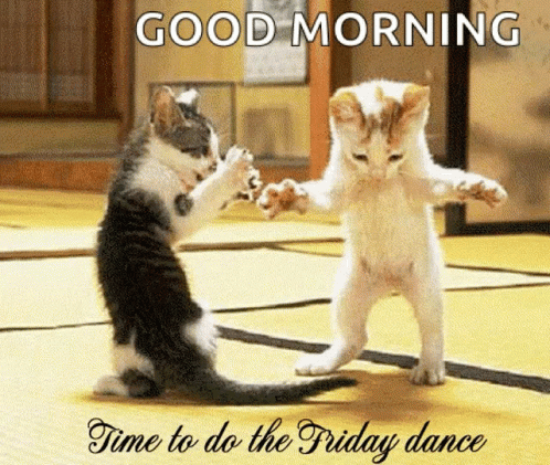 good-morning-friday-dance-time-kittens-7kqfvtq2ubk33bey