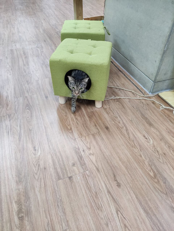 寵物志工服務日 9