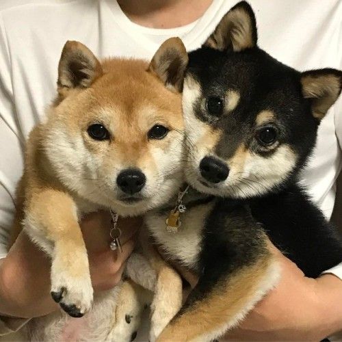 shiba inus