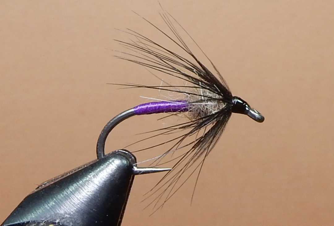 Yorkshire-Spider-1080-2024.jpg