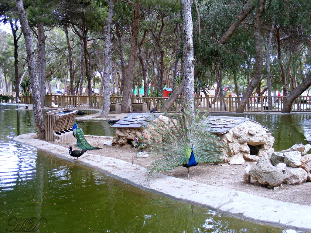 animals-Peacocks-Tail-down-Spain-HD.jpg