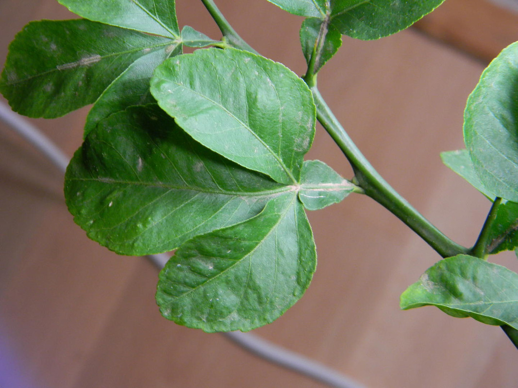 Sladká leaf