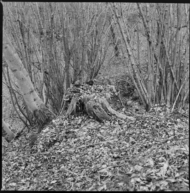 Zenza Bronica S2A_04mar2022_03 (1260x1280)