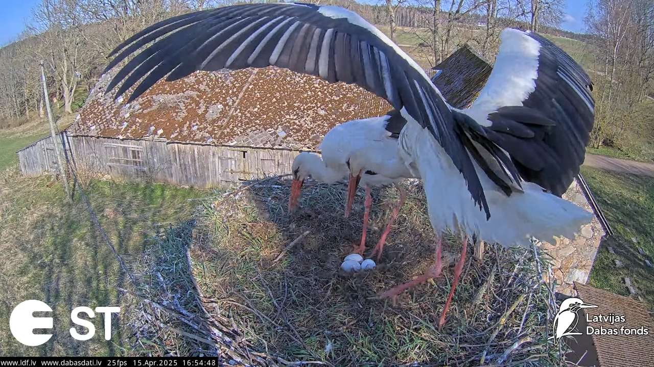 (16) Baltie stārķi (Ciconia ciconia) Tukuma novadā __ White storks in Tukums, Latvia - YouTube - 661