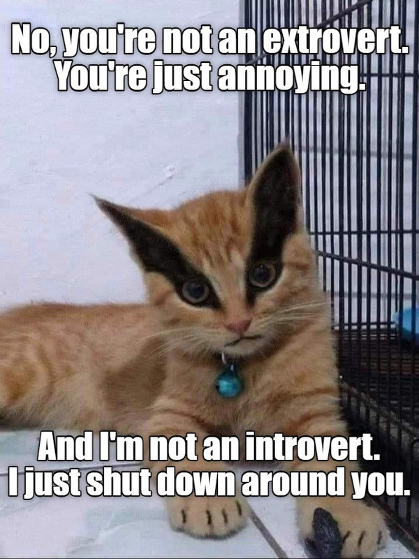 grumpy-cat-got-a-makeover