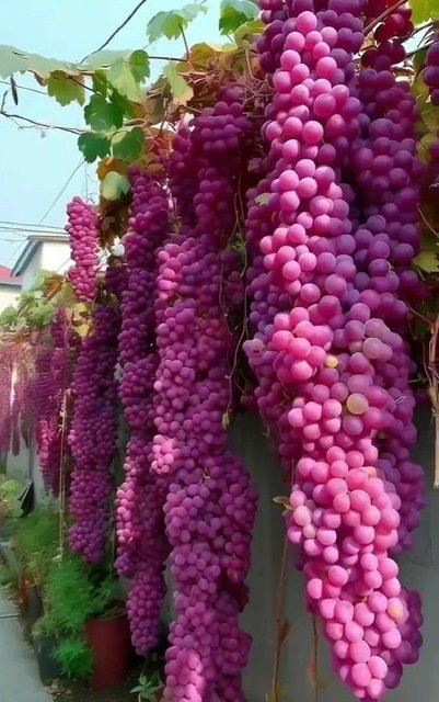 pink-grapevines.jpg