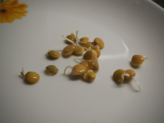 Kép