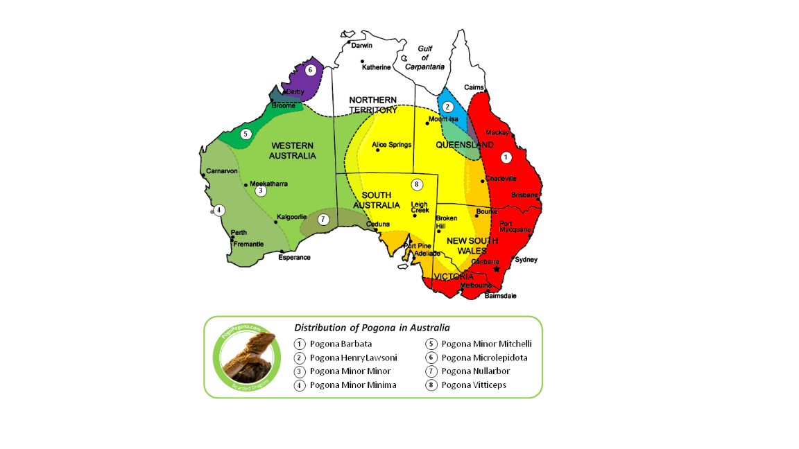 Image result for bearded dragon australia map