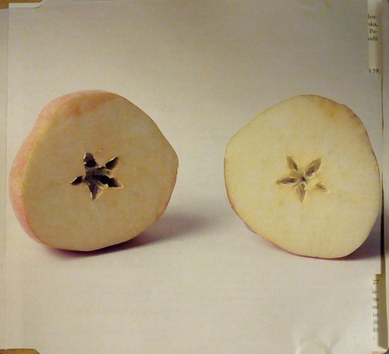 [Image: apple.jpg]