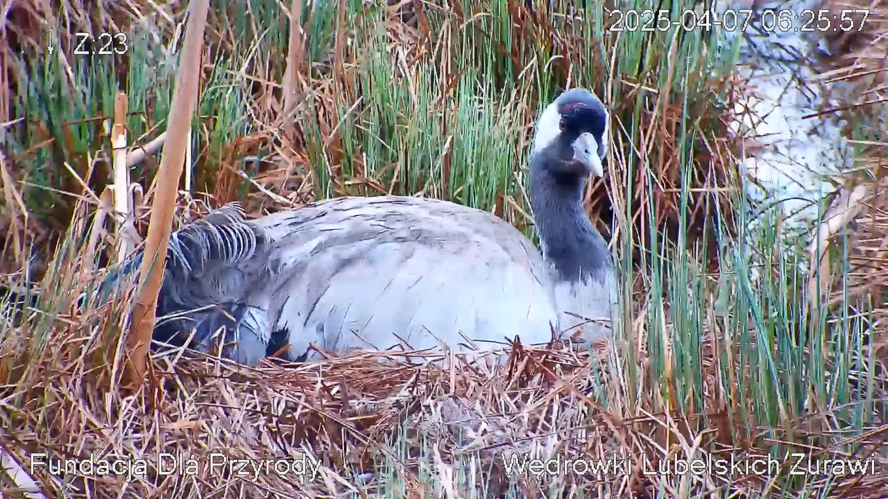Kamera na żywo Gniazdo żurawia, okolice Poleskiego PN. Live cam nesting common crane, Polesie Poland