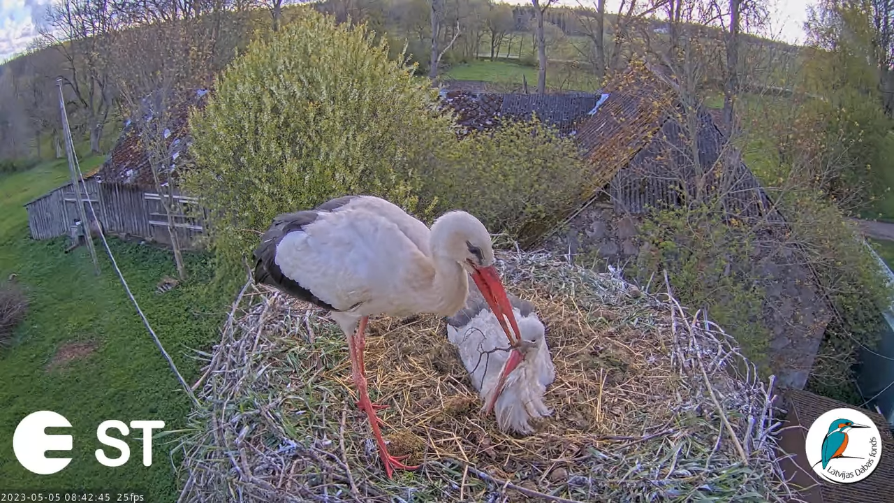 Baltie stārķi (Ciconia ciconia) Tukuma novadā - LDF tiešraide __ White storks in Tukums, Latvia 9-40