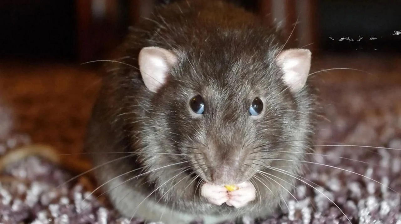 Rata gigante se alimenta de cocos en Australia: fotos inéditas causan furor