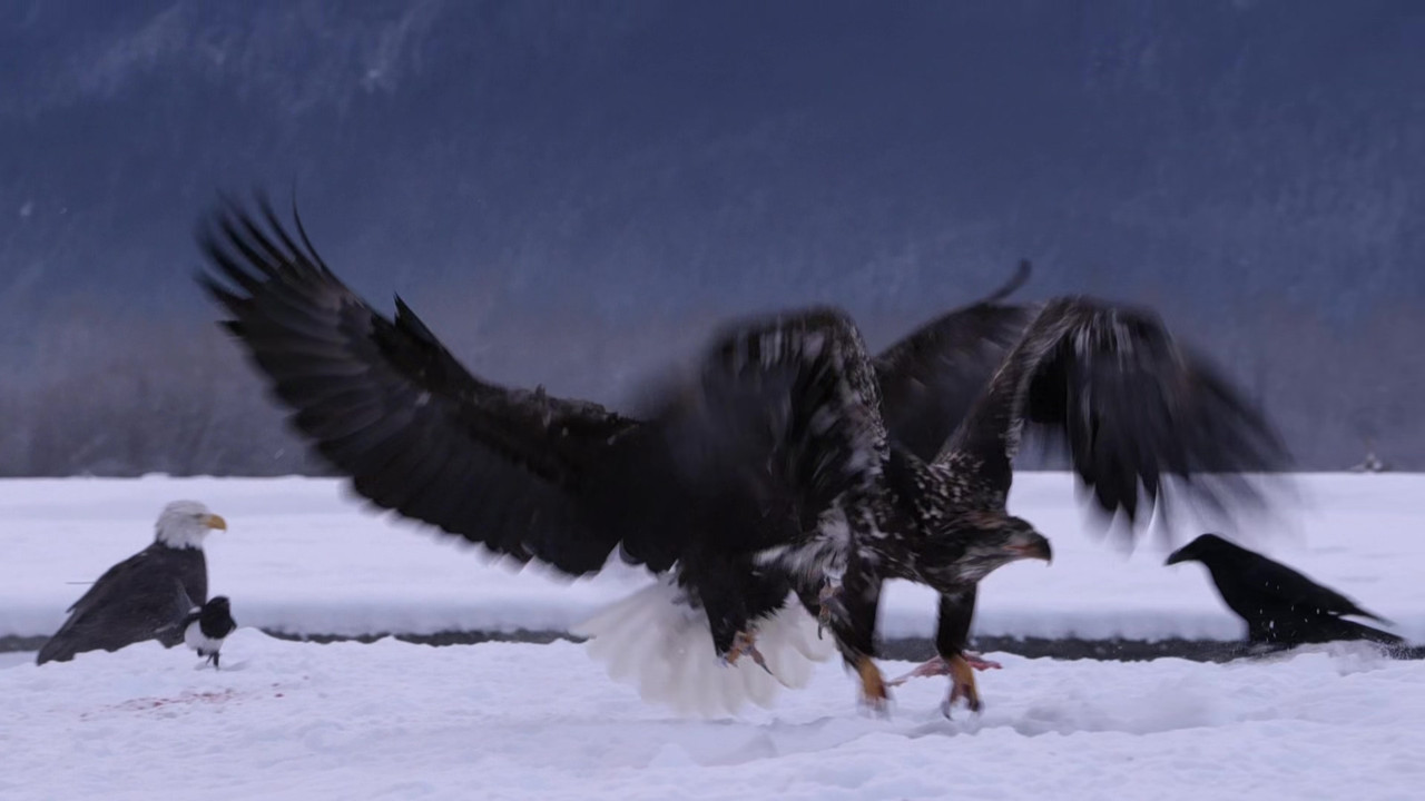 Life Story (2014) - S01E01 - First Steps (1080p BluRay x265 Sile