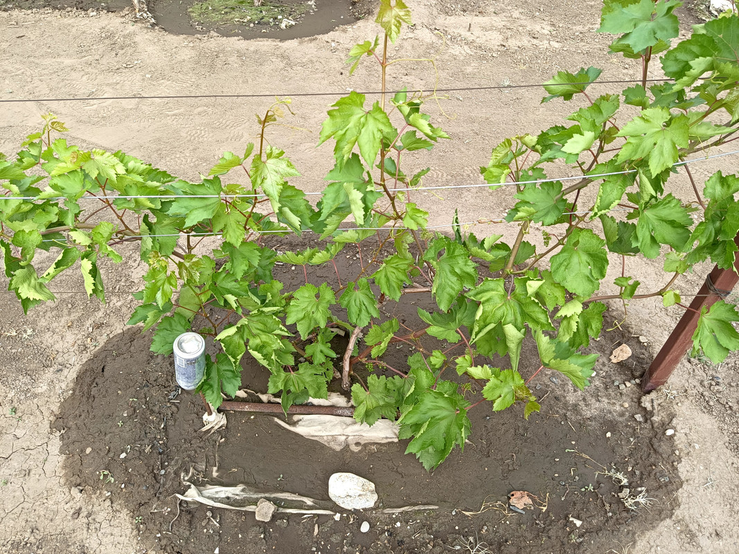 Красное пламя_20240618_161842