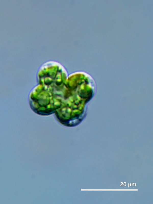 Tetracystis 05 (ev) sp Vier-Zellen-Alge (SüWaFlo X-280) DIK 100-Z7