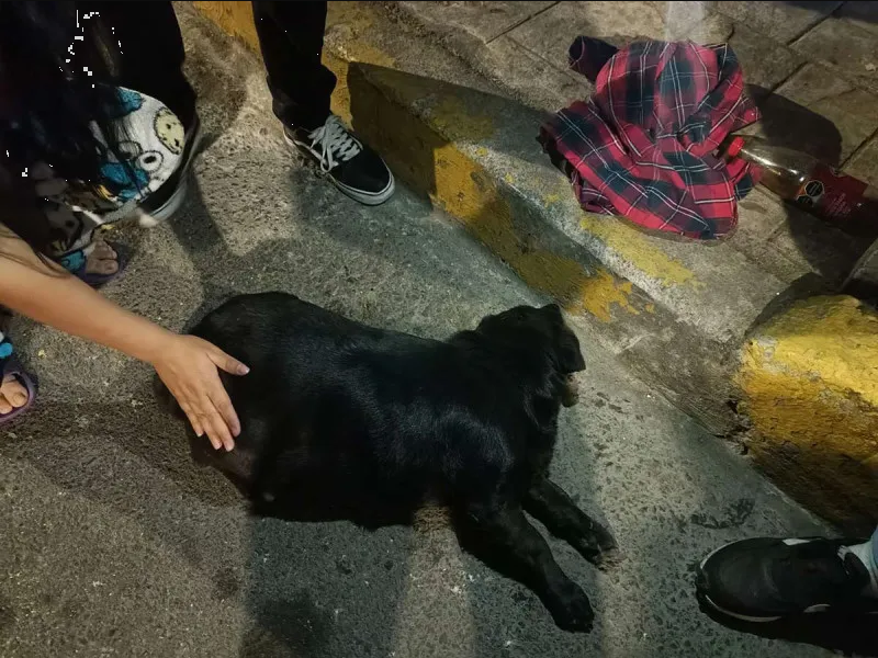 Detienen a sujeto en Coyoacán que golpeó con un palo a perrita en gestación