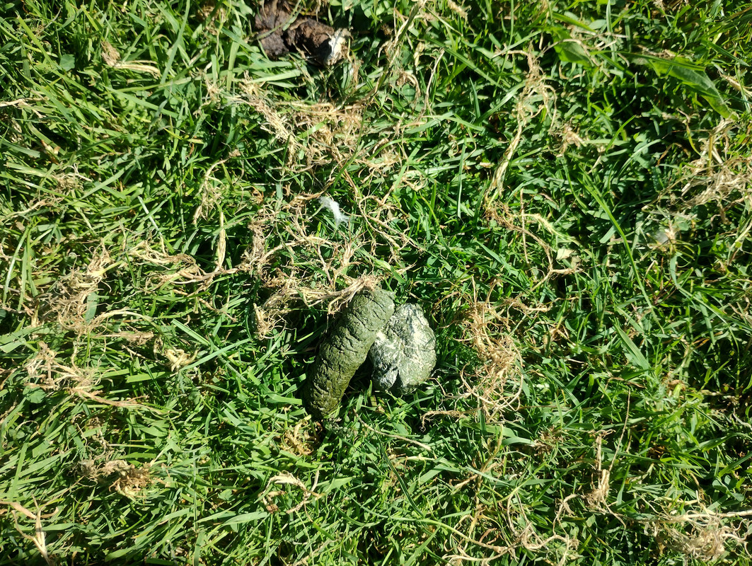 Gänsekot auf der Liegewiese der Badestelle in Bochum-Dahlhausen