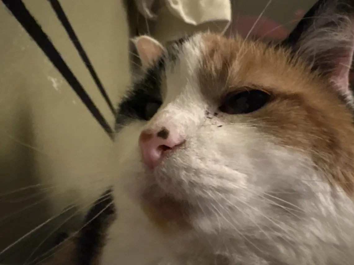 an orange, black and white calico with green eyes looking into the camera with a disapproving expression.